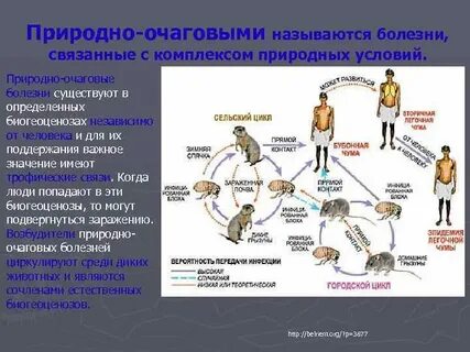 Болезней общих для человека и