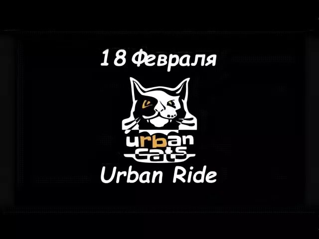 Триколор у кошек серый. Urban cats. Qi кот. Urban cats. Urban cats.