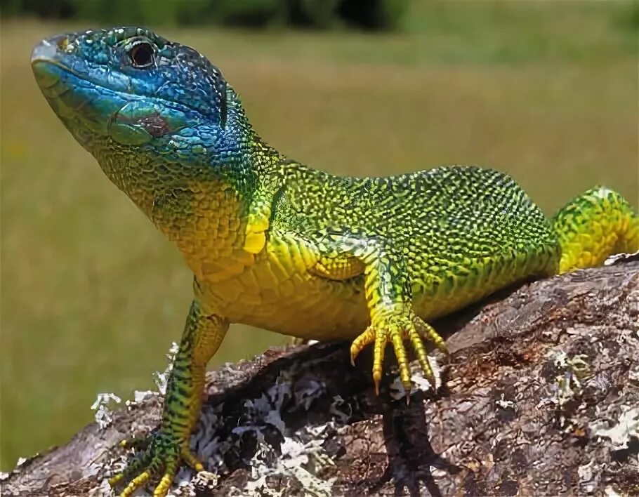 Leopard Geckos Pet Care Wiki Fandom