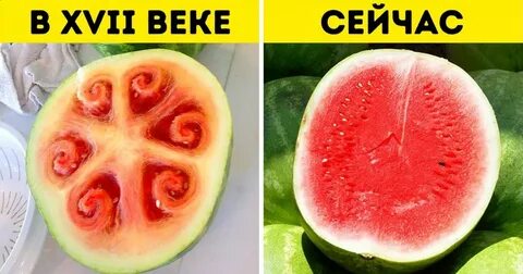 Как раньше выглядел арбуз