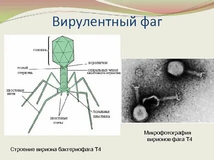 Физиология бактериофага