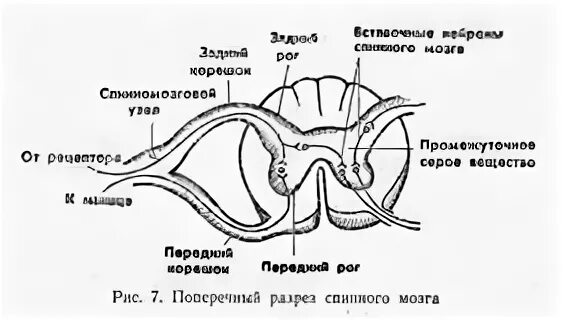 Строение спинного мозга на поперечном разрезе