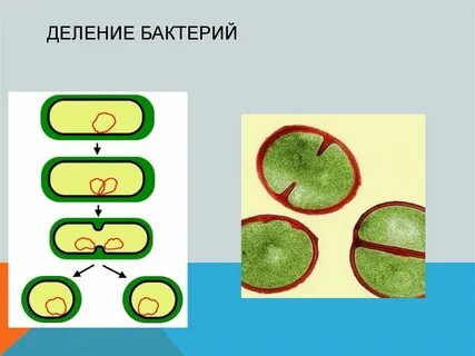 Деление бактерий