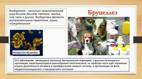 Возбудитель для животных