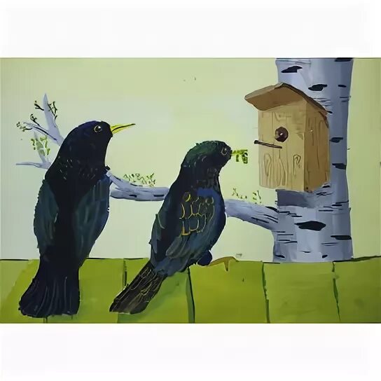 Скворец описание. Скворец перелетная птица. Скворец птица описание. Скворец перелетная птица. Скворцы тест 4 класс.