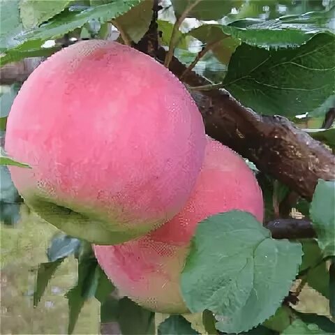 Яблоня зимняя Персиянка - описание сорта, фото, саженцы, посадка, особенности ух