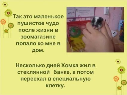 Образец мой питомец 1