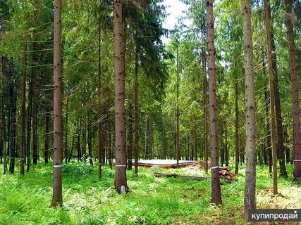 Сосново 2 участки