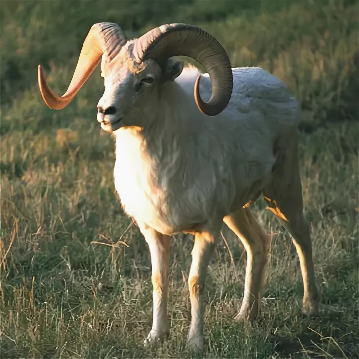 рогатый баран. толсторог рейд. голова горного барана. дикий баран муфлон. горный баран аргали.