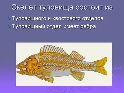 Скелет туловища рыбы