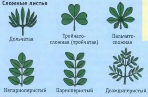 Пальчато раздельные