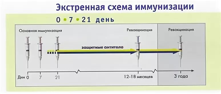 Против клещевого энцефалита схема. Прививки клещевой энцефалит схема. Вакцинация экстренная от клещевого энцефалита схема вакцинации. Энцевир схема вакцинации. Клещевой энцефалит вакцинация схема взрослым.