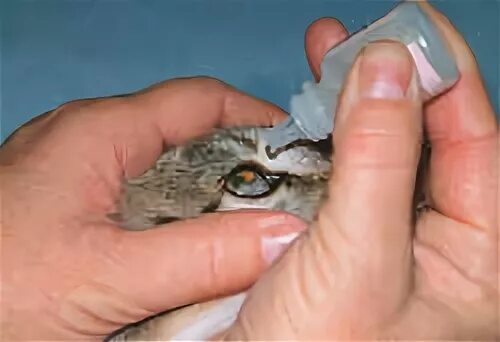 Как закапывать коту в нос