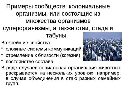 Сообщества образец