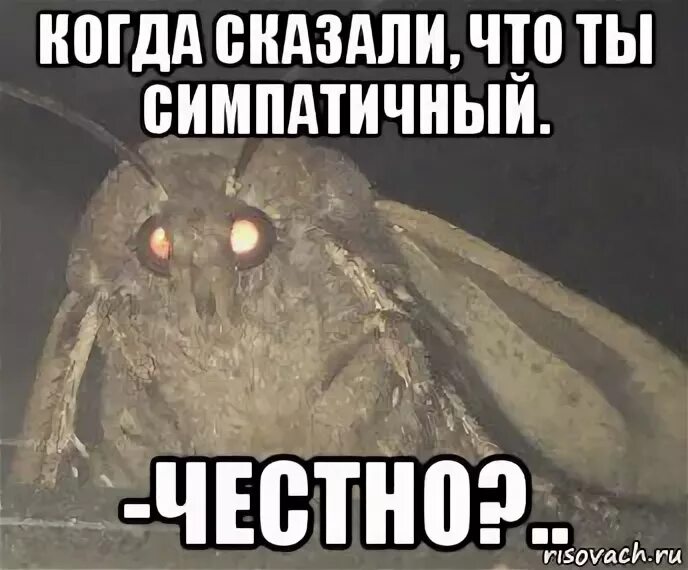 Ломка мем. Когда сказали что ты красивый. Эвоки мем. Умный негр. Когда тебе сказали что ты красивый мем.
