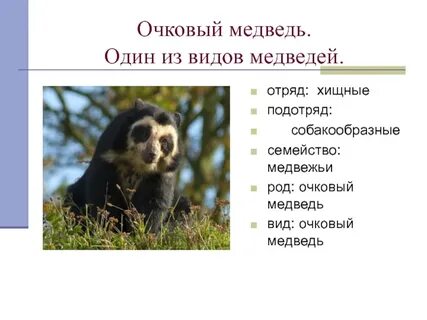Медведь отряд семейство