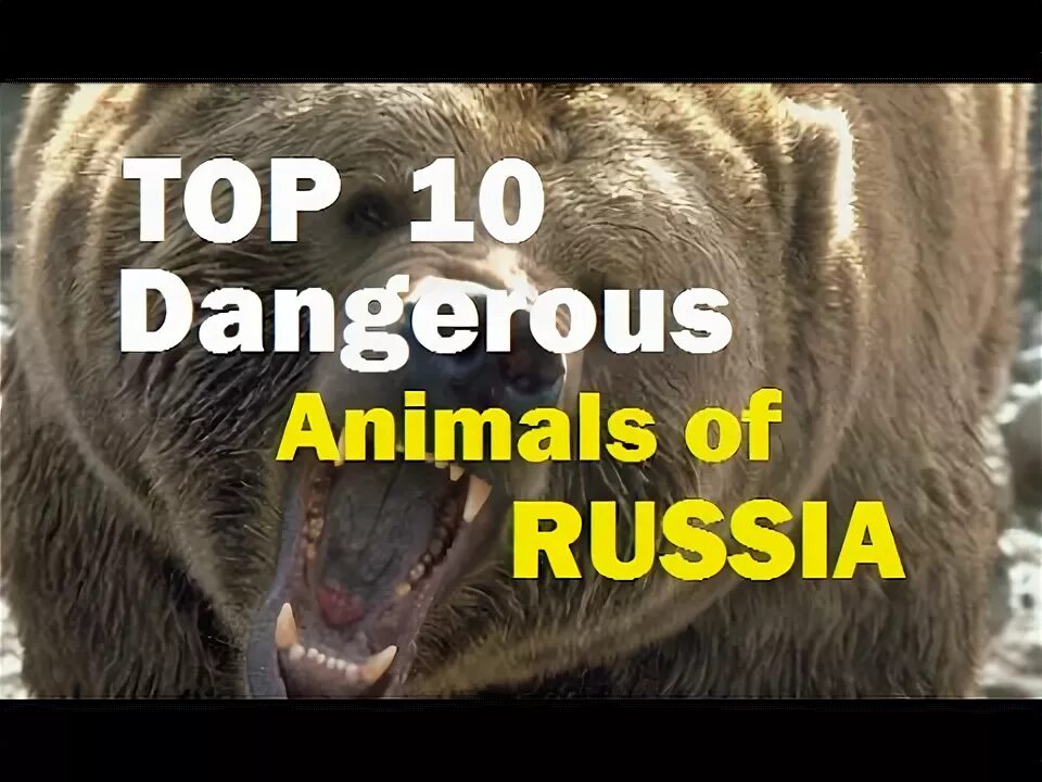 Animals in danger at present