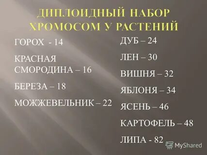 Сколько хромосом у собаки
