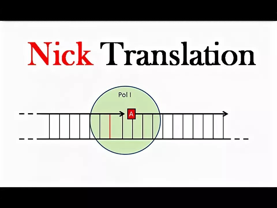 Nick перевести на русский. Nick перевести на русский. Никелодеон. Nick перевести на русский. Nick перевести на русский.