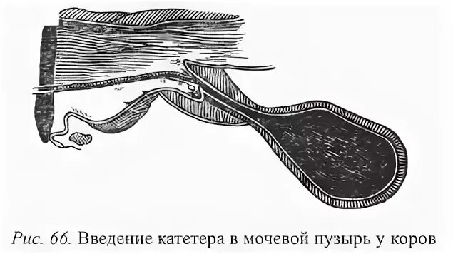 Уретра у собаки