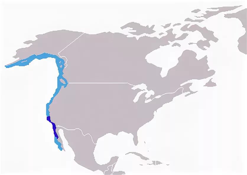 Сосна кедровая сибирская ареал обитания. Рыжая рысь ареал. Ареалы видов северной америки. Пихта бальзамическая ареал обитания. Ареалы северной америки.