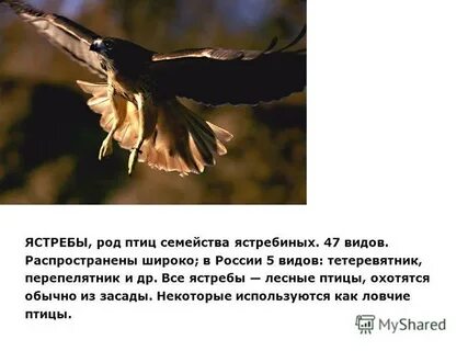 Птичий род