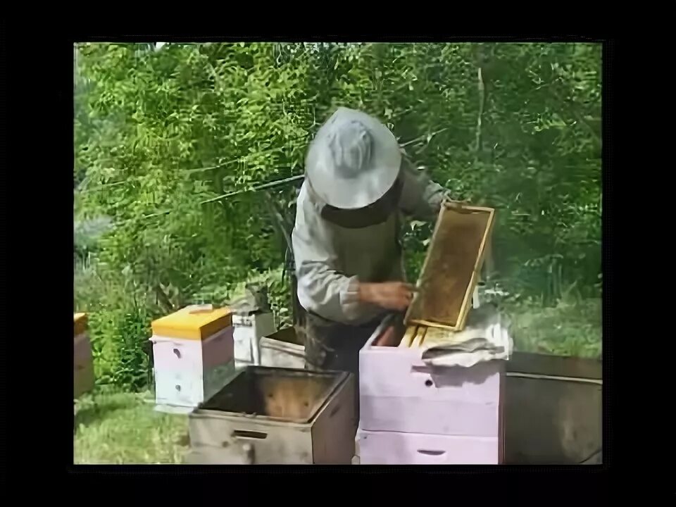Пчелы 1 разбор. Пасека Алтай. Наращивание пчел к медосбору.
