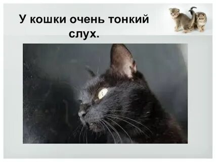 Кошка была очень