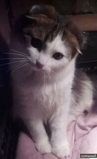 Авито брянск котята в добрые руки