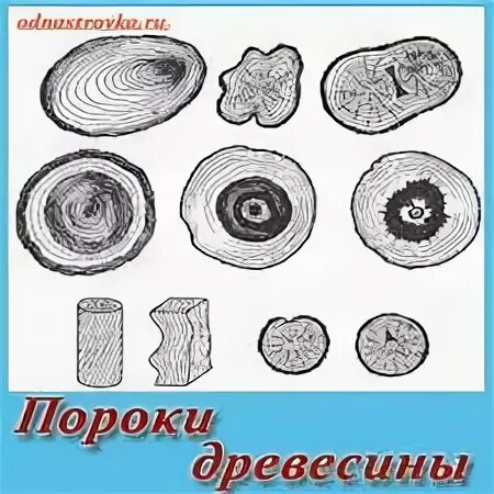 Перечислите пороки древесины снижающие ее