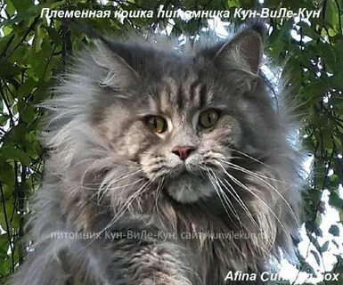Кун виле кун