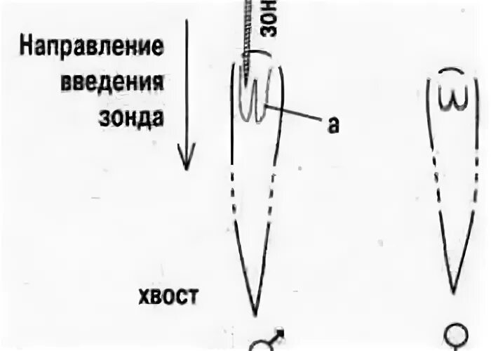 Змеи различаются по полу. Змеи различаются по полу. Как отличить ядовитых змей от неядовитых. Определения пола выдавливанием у змей. Как определить змея самка или самец.