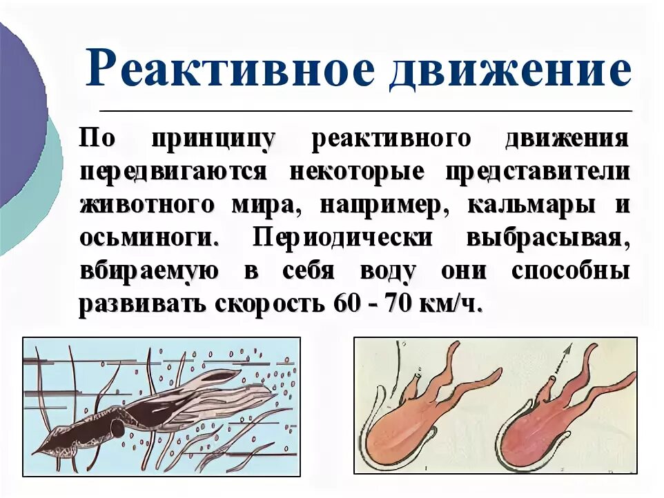 Акула имеет реактивное движение. Реактивное движение. принцип реактивного движения. реактивное движение плакат. реактивное движение в природе.