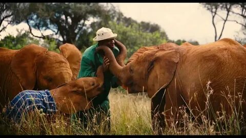 Wildlife documentary