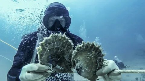 Pearl diver