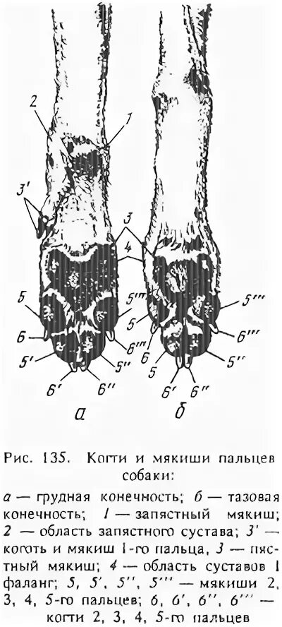 Пальцы у собак на передних лапах. Строение мякиша собаки. Мякиши животных анатомия. Пальцы собаки анатомия. Строение копыта лошади анатомия.