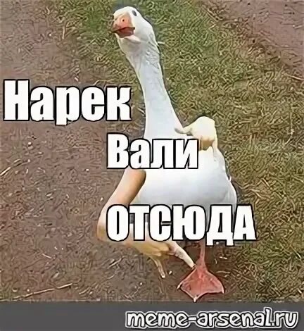 Что значит имя нарек. Нарек мемы. шутки про нарека. мемы с именем нарек. нарек лох.