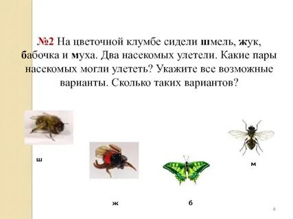 Два насекомых
