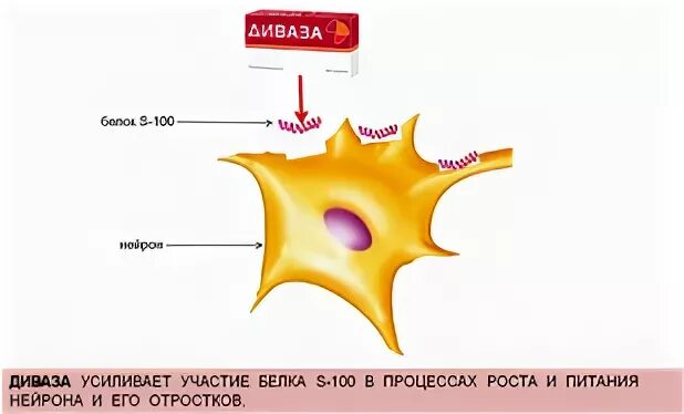 Повышенный белок s100. Белок s100. Белок s-100 функции. Мозгоспецифический белок s100 что это такое. Функции белка s100.