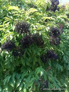 Какая бузина