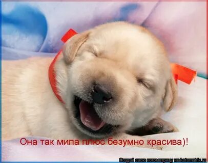 Милая моя плюс