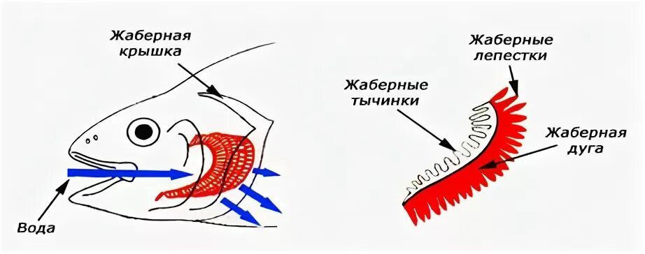 Жаберное дыхание у рыб. Дыхательная система система рыб. Жаберные тычинки у рыб. Жаберная крышка у рыб. Речной рак дышит при помощи жабр растворенный