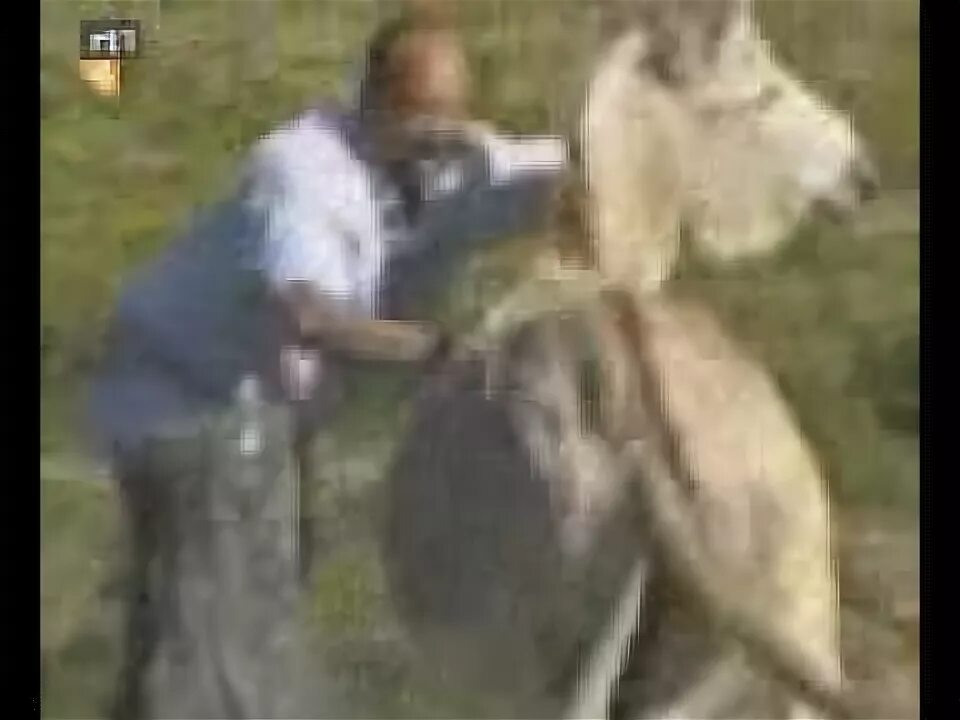 Мужик осла видео. Ишак вай. Пьяная лошадь. Таджик и ишак. Таджик и ишак.