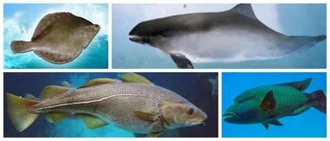 Отличия морской рыбы от пресноводной