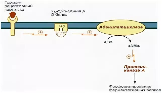Цамф это в медицине