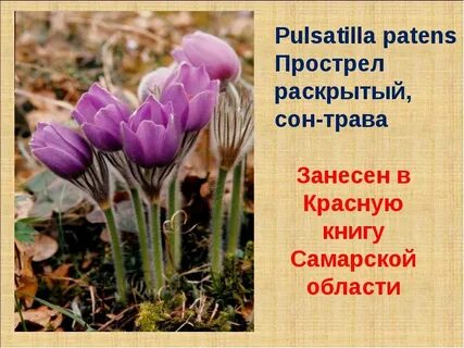 Сон красная книга