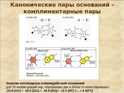 Известно что комплементарные цепи нуклеиновых