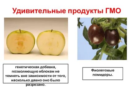 Примеры гмо