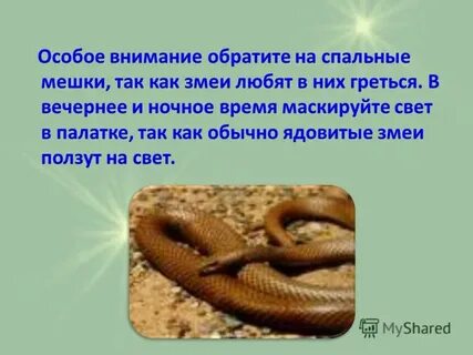 Люблю змей