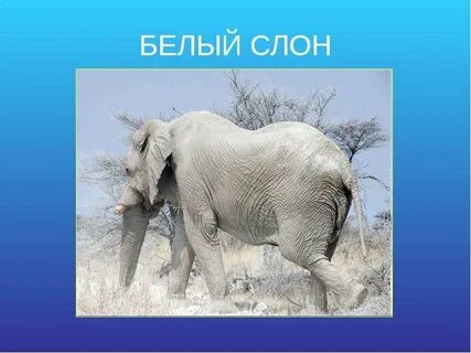 Звук слона
